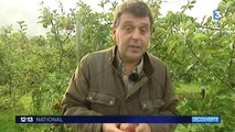 En Normandie, un producteur passionné invite à la cueillette des pommes