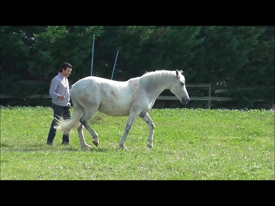liberty Horse  3