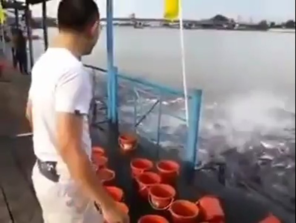 Crazy Fish Feeding!