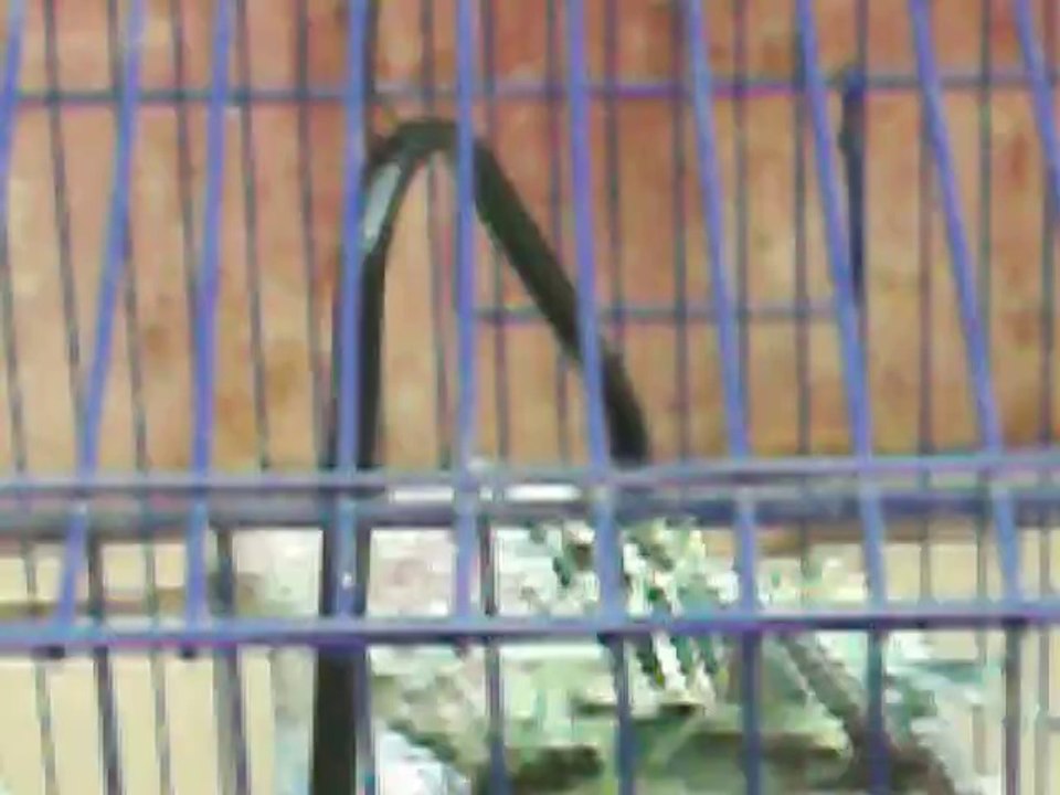 Budgrigar Diseases of Budgies (Australian Birds)