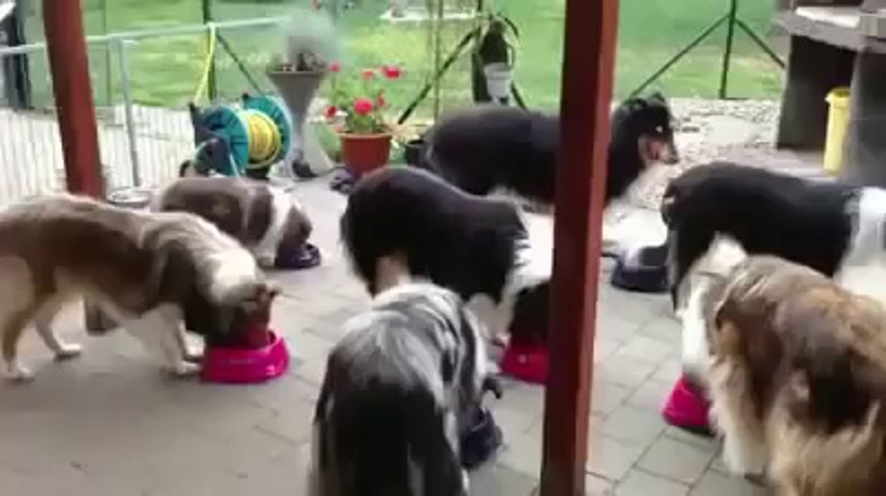 Des chiens attendent leur nom pour manger