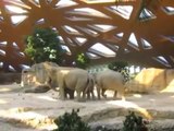 Des éléphants aident un bébé éléphant
