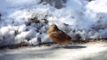 Un oiseau traverse la route en dansant