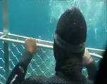 Un requin blanc attaque une cage de plongeurs