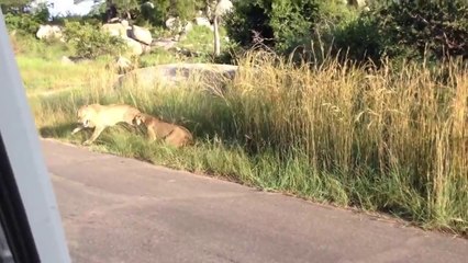 Une lionne défend son petit face à un lion