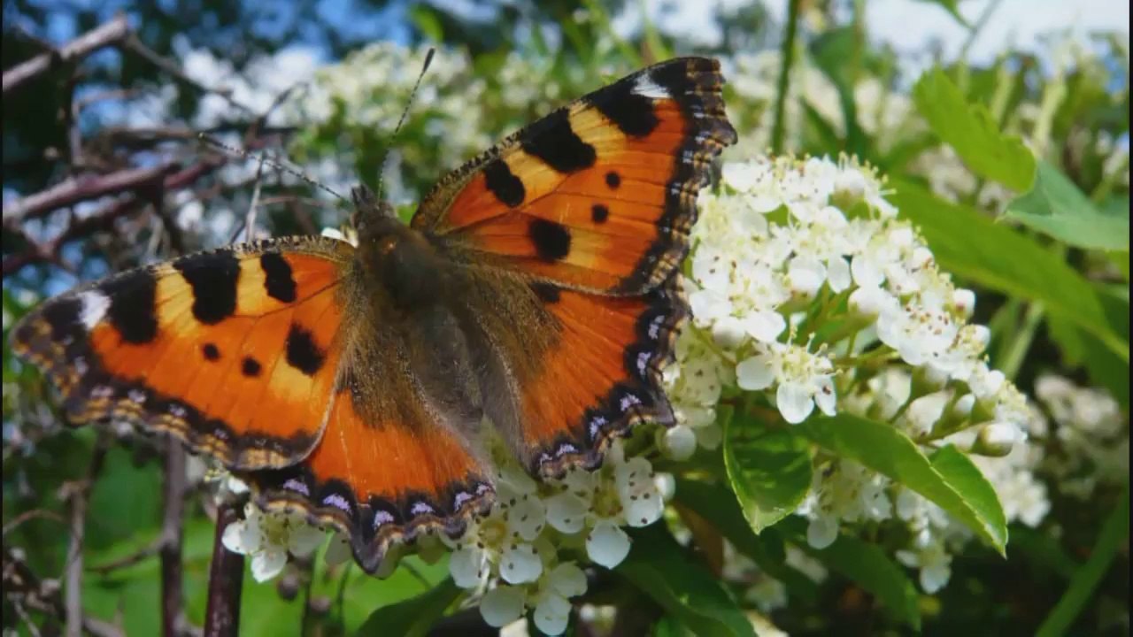 Black Butterfly