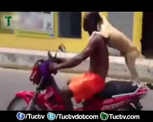 Very impressive dog riding on scooter