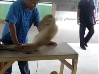 [ Amazing ] Monkey doing workout.