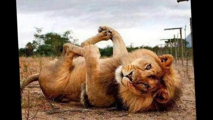 Hislenki Gönül YAR Gelsin