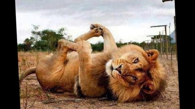 Hislenki Gönül YAR Gelsin