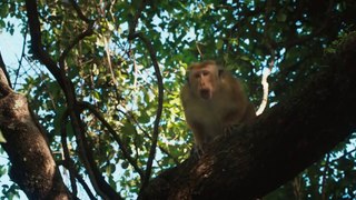 Monkey Kingdom Official Teaser #1 (2015) - Disneynature Documentary HD