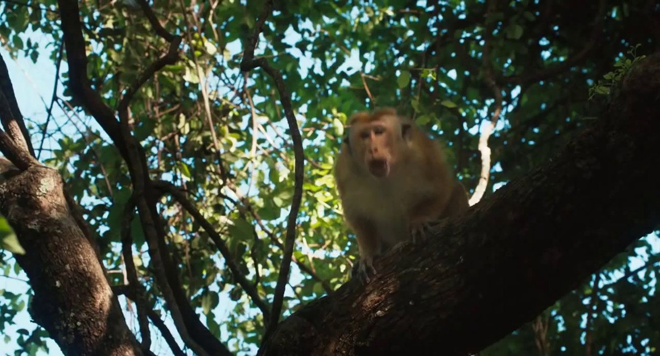 Monkey Kingdom Official Teaser #1 (2015) - Disneynature Documentary HD
