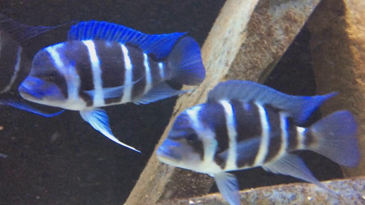 2014-10-18 - Gibberos