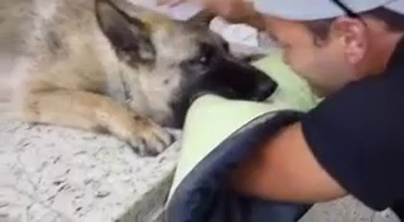 Il accompagne son chien malade dans ses derniers instants de vie