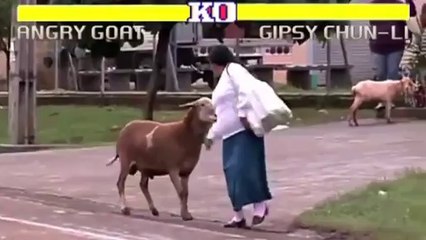 Une chèvre en colère agresse les passants en mode street fighter