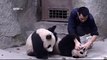 Cute Alert ! Clingy Pandas Don’t Want To Take Their Medicine