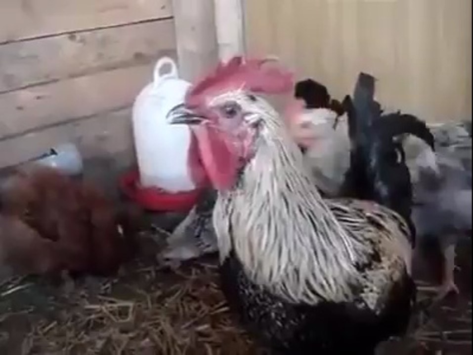 OMG Check this Deadly Roaster !!