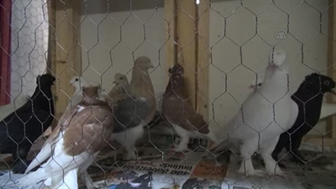 Güvercin Sevenler, Mezatlarda Bir Araya Geliyor