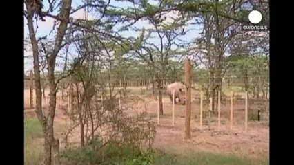 La mort d'un des derniers rhinocéros blancs du Nord