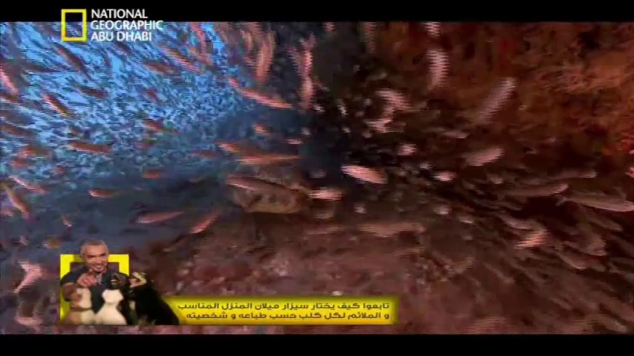 صور تروى - الغرب الامريكي العضيم
