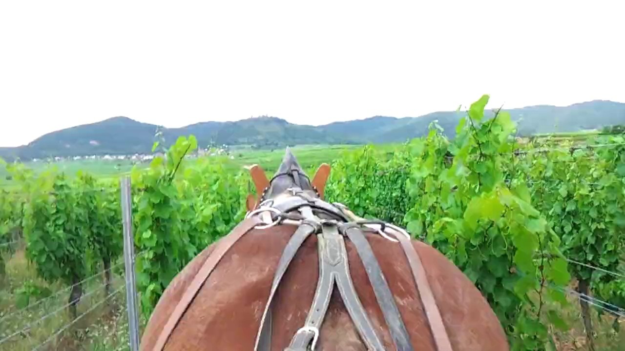 Skippy et la poudreuse juin 2014 dans une autre parcelle