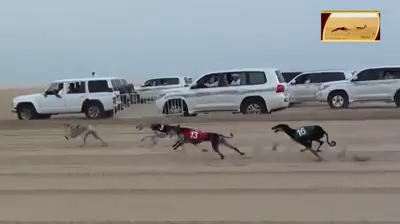 nice dog race must watch