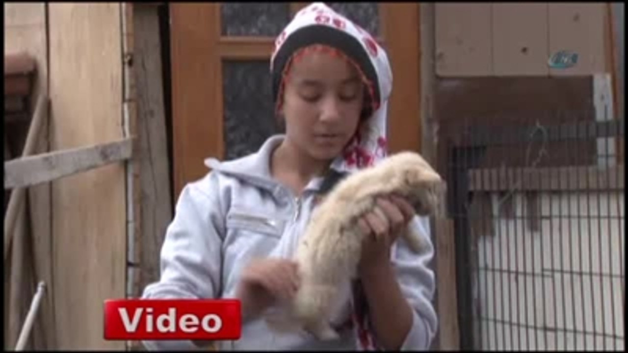 Tek İsteği Elektrik