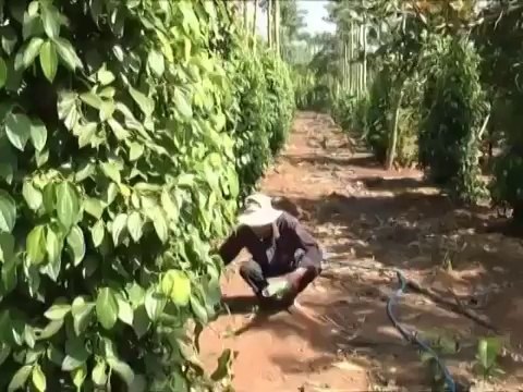 Một Mô Hình Trồng Tiêu Có Hiệu Quả - nghenong.com