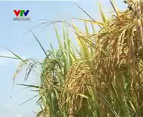 Phát triển các mô hình sấy lúa cải tiến - nghenong.com