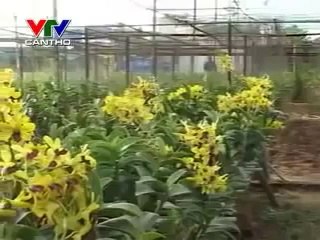 Trồng Lan Mô Hình Nông Nghiệp Đô Thị - nghenong.com