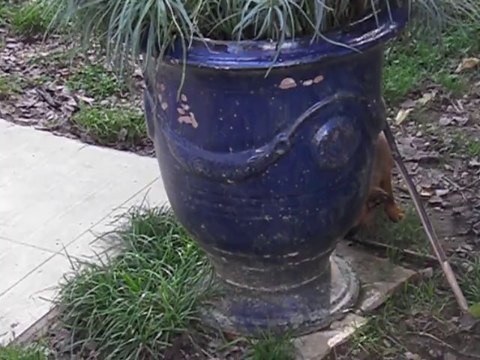 JEASON DU DOMAINE DES COTIERES - PETIT BRABANCON