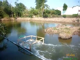 Công nghệ cung cấp oxy cho tôm bằng ống xốp thông khí (aeration hose) - nghenong.com