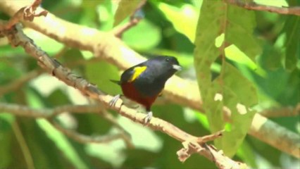 Observer les oiseaux: la nouvelle tendance au Brésil