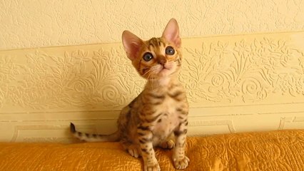 Бенгальский котенок №1