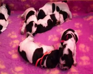 Chiots Flower et Toto' 2