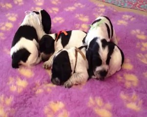 Chiots Flower et Toto' 3