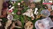VIDEO. Vienne : bien connaître les champignons pour éviter l'intoxication