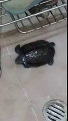 Lovely Turtle Enjoying A Bath