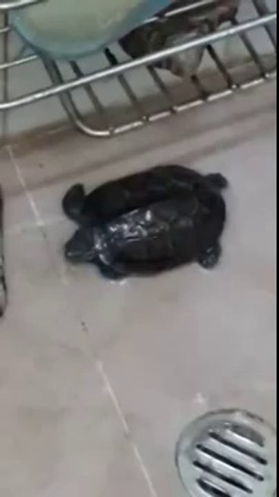 Lovely Turtle Enjoying A Bath