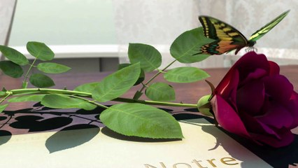 Leïla et Amaury l'album photos