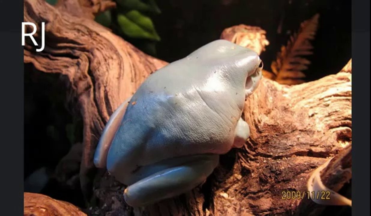 Rare Bizarre Tree Frog found in deep forests