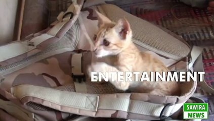 Interesting Funny Cat Amazing Video