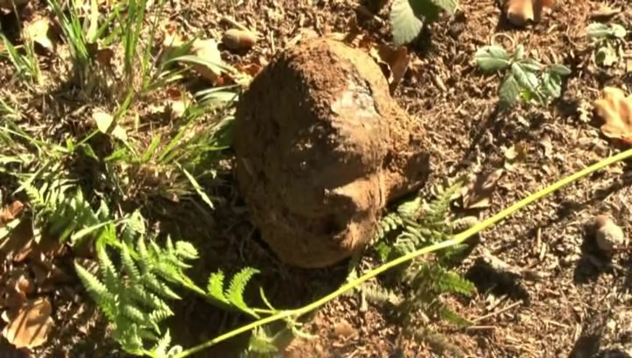 LES SUNDAY NEWS DE MICHOU64 W-D.D. - 19 OCTOBRE 2014 - FRANC SUCCES DES INITIATIONS OFFERTES PAR LE GOLF D'IDRON.