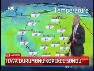 Stüdyoya getirdiği sokak köpeği ünlü sunucuyu perişan etti