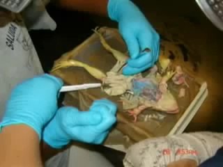 Stop à l'expérimentation animale