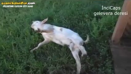 Atla Gel Şaban Efektli Kitlenen Keçi