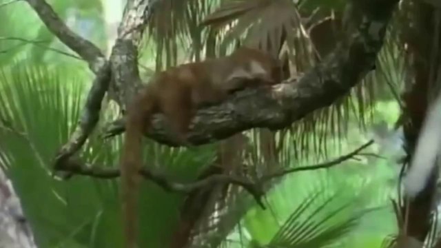 Mavis Staples: Jaguar