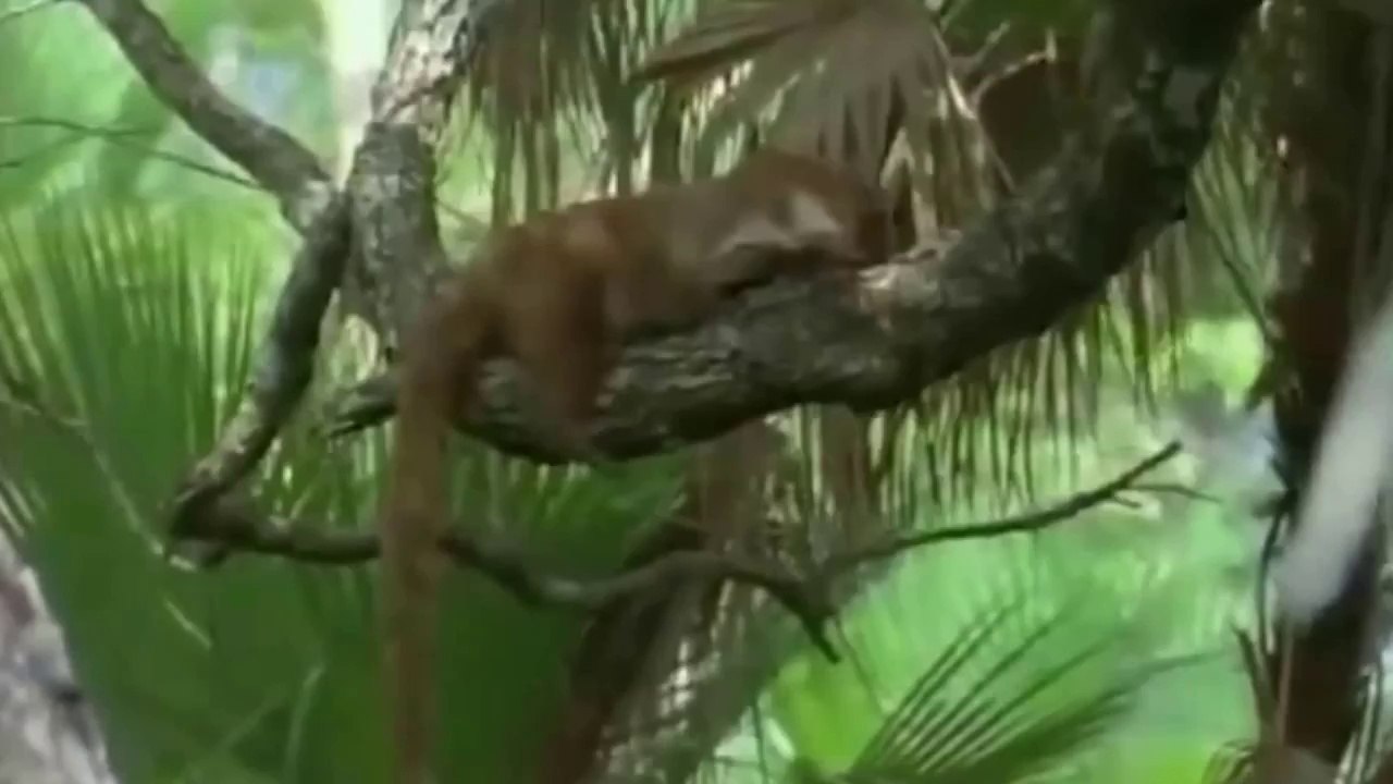 Mavis Staples: Jaguar