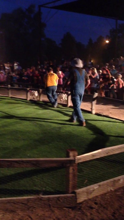Goat funny race at the fall harvest festival