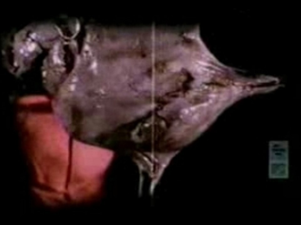 Slipknot - Wait And Bleed (clip)